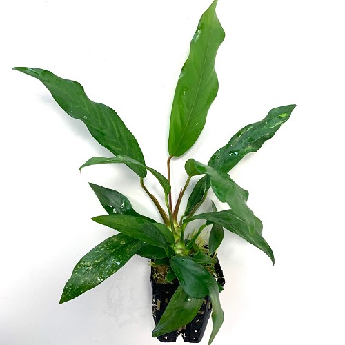 Anubias barteri glabra en pot