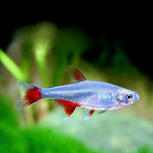 Aphyocharax anisitsi - Nageoires sanglantes M