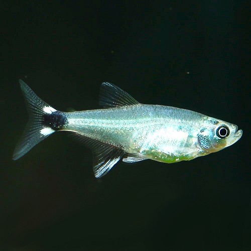Aphyocharax paraguayensis M