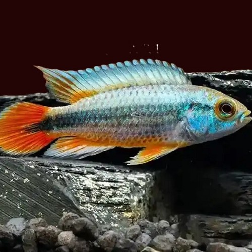 Apistogramma agassizi Alenquer blue neon