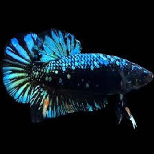 Betta splendens - Combattant male halfmoon avatar