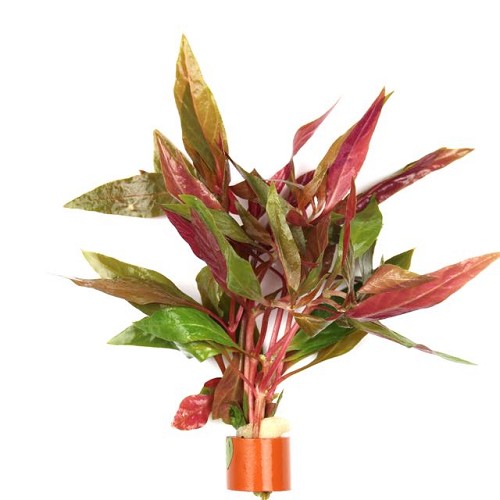 Alternanthera rosaefolia en anneau bio
