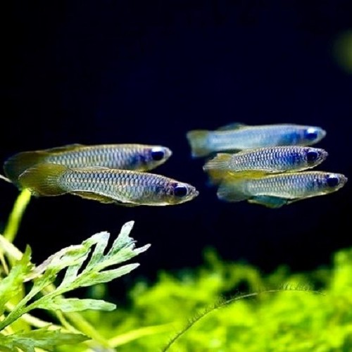 Aplocheilichthys normani - Normani yeux bleus M