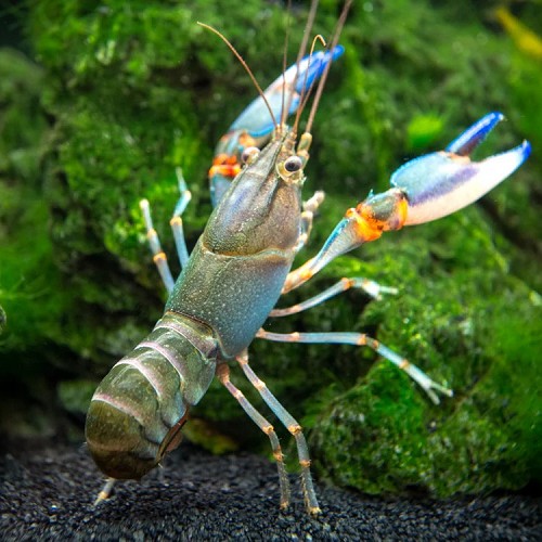 Cherax lorentzi-Papua Blue Kong Crayfish