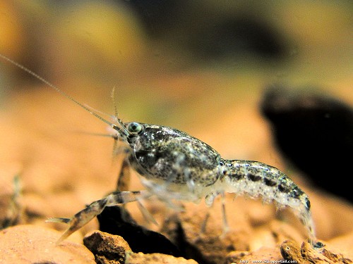 Cambarellus puer - Dwergkreeft