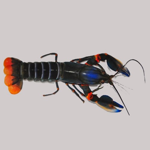 Cherax alyciae