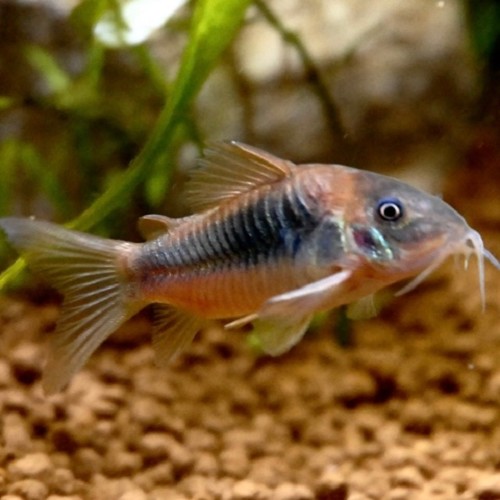 Corydoras aeneus - Corydoras cuivre L