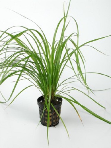 Cyperus helferi en pot