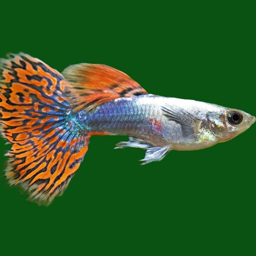 Poecilia reticulatus, Lebistes reticulatus - Guppy male dumbo ear red dragon