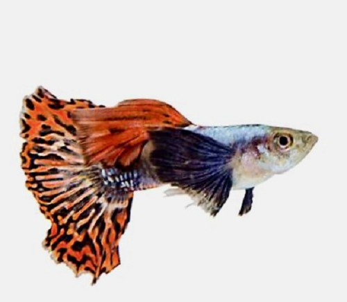 Poecilia reticulatus, Lebistes reticulatus - Guppy male oreille d'éléphant