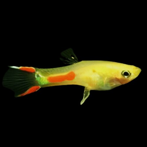 Poecilia wingei male - Guppy endler male gold