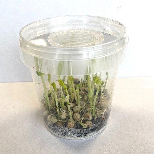 Puceron du pois dans une boîte