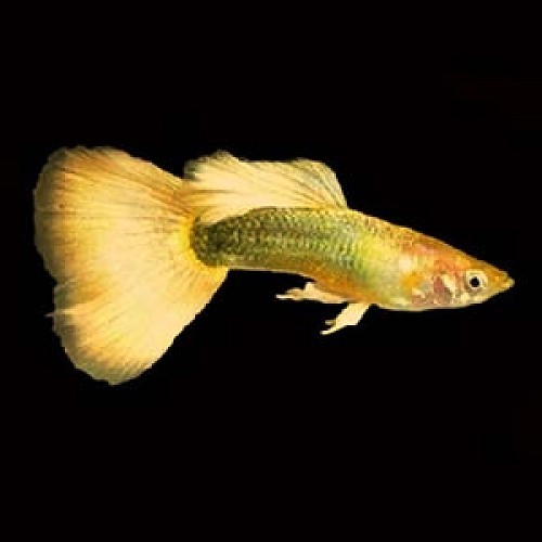 Poecilia reticulatus - Guppy male full gold 24 K.