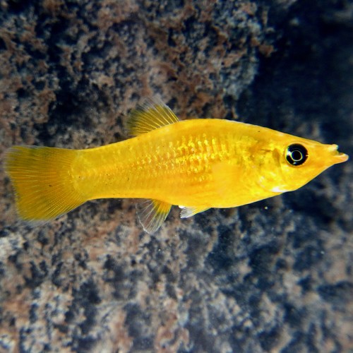 Poeciliidae sphenops golddust - Molly poussière d'or M