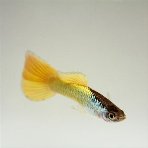 Poecilia reticulatus, Lebistes reticulatus - Guppy male german jaune M