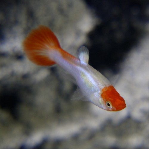 Poecilia reticulatus, Lebistes reticulatus - Guppy femelles red cap