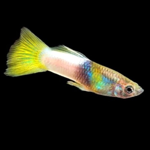 Poecilia reticulatus, Lebistes reticulatus - Guppy bumblebee M