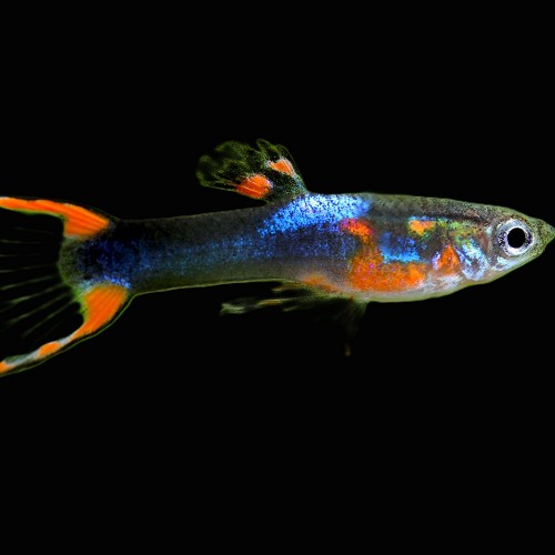 Poecilia reticulatus, Lebistes reticulatus - Guppy male silver lyratail  M