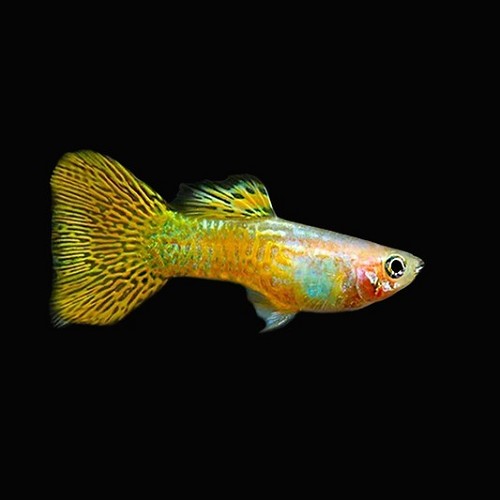 Poecilia reticulatus, Lebistes reticulatus - Guppy male gold cobra