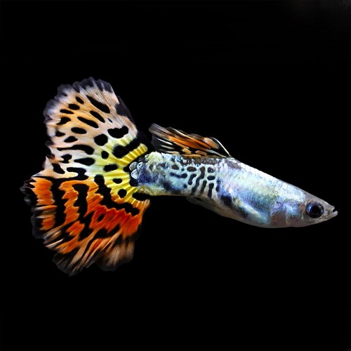 Poecilia reticulatus, Lebistes reticulatus - Guppy male leopard