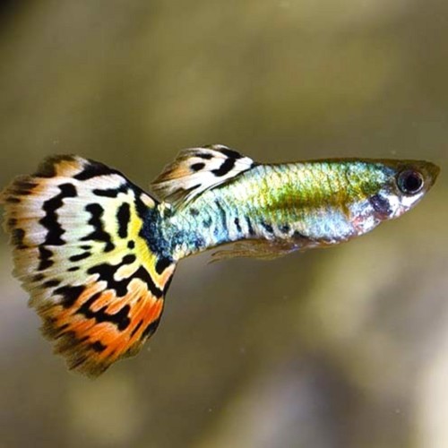 Poecilia reticulatus, Lebistes reticulatus - Guppy male Luminux Leopard