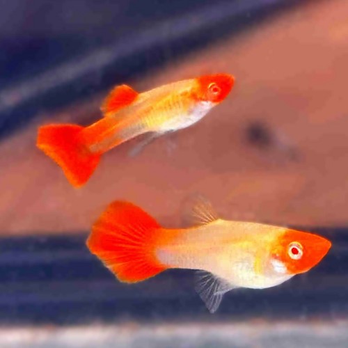 Poecilia reticulatus - Guppy male koi