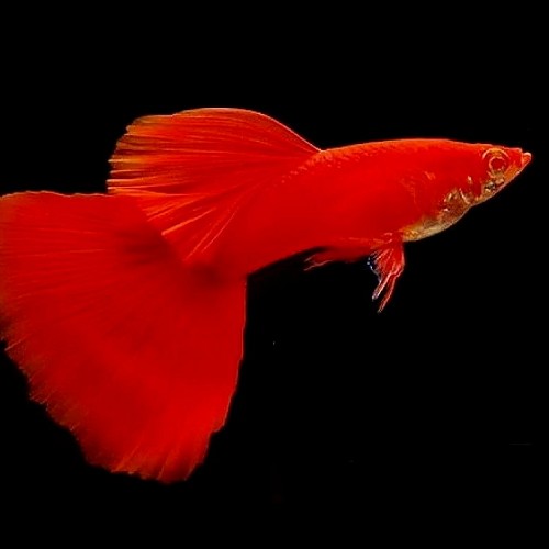 Poecilia reticulatus, Lebistes reticulatus - Guppy male red eye moscow