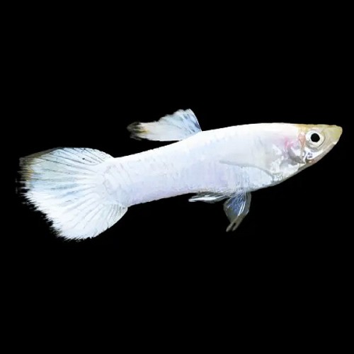 Poecilia reticulatus - Guppy male Snow white