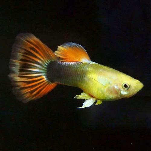 Poecilia reticulatus, Lebistes reticulatus - Guppy male sunray