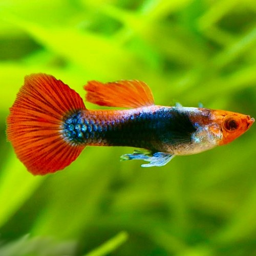 Poecilia reticulatus - Guppy endler tuxedo rouge koi