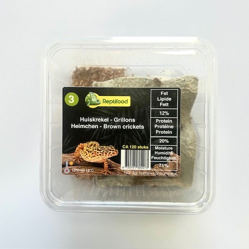 Grillons domestique taille 3, boîte