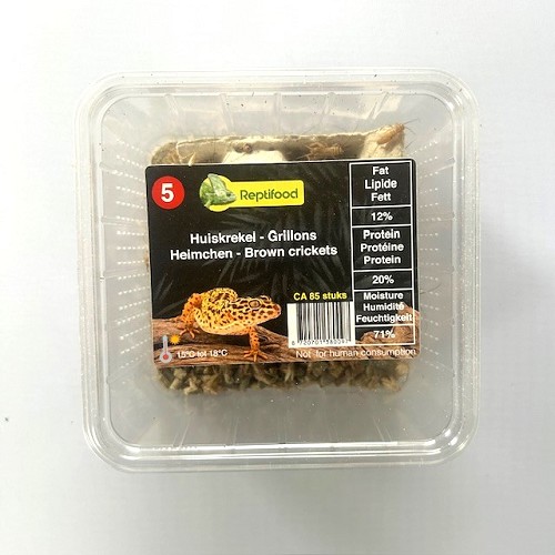 Grillons domestique taille 5, boîte