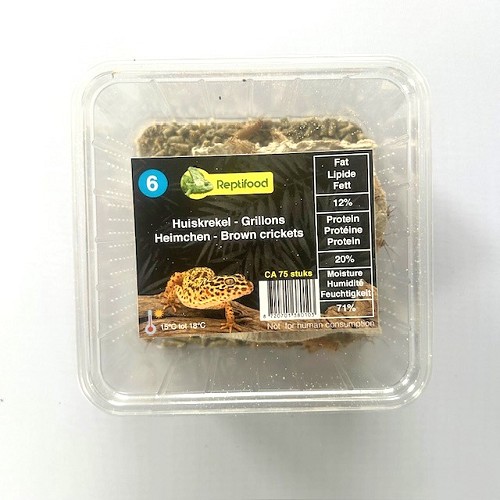 Grillons domestique taille 6, boîte