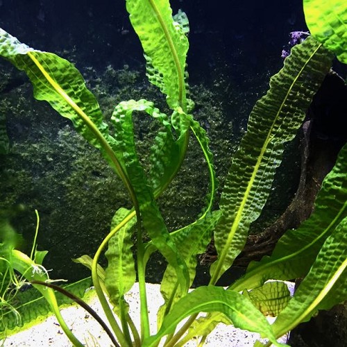 Aponogeton boivinianus bulbes