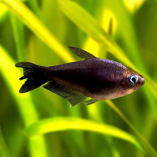 Nematobrycon palmeri black - Tetra empereur noir L