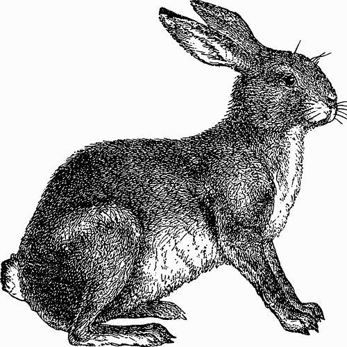 Lapin congelé > 1000 grammes

Le prix est par KG € 4,00