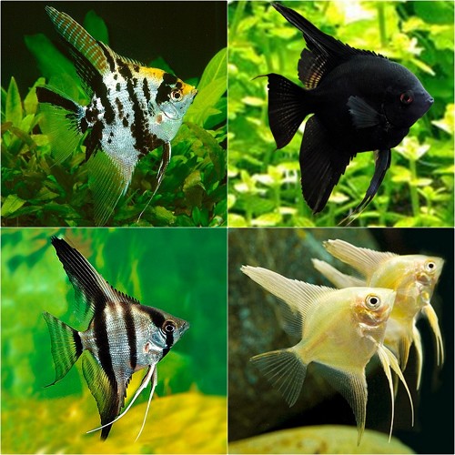 Pterophyllum scalare mix - Scalaire assortis M