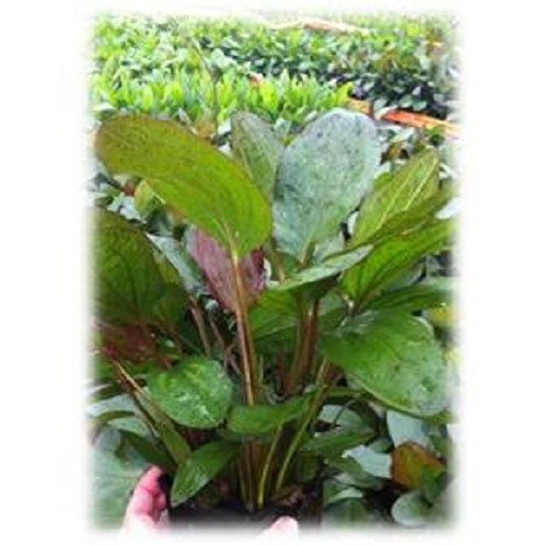 Echinodorus pied mère mix