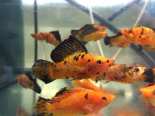 Poecilia velifera red leopard - Molly voile leopard rouge ML