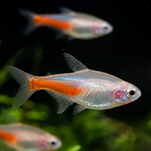 Paracheirodon innesi - Neon albino M