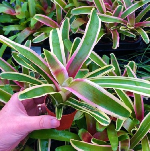 Neoregelia in pot