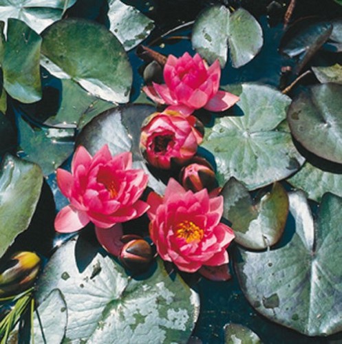 Nymphaea - James Brydon