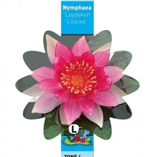 Nymphaea - Laydekeri Lilacea