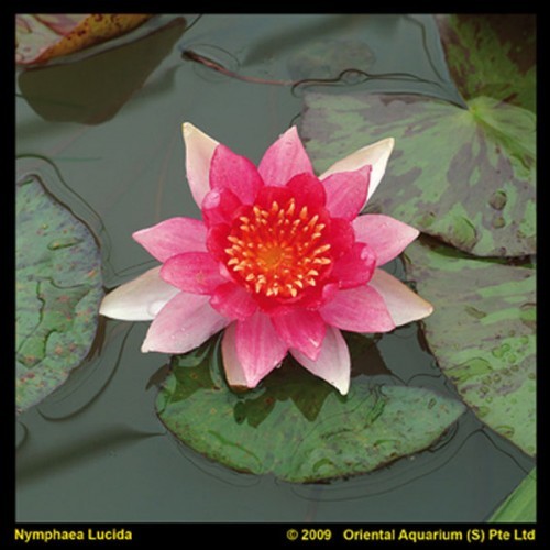 Nymphaea - Laydekeri Lilacea