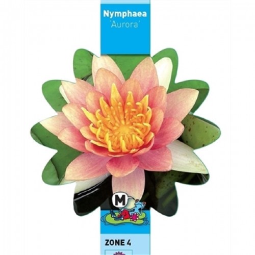 Nymphaea - Aurora