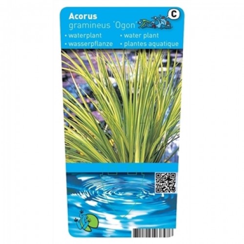 Acorus gramineus
