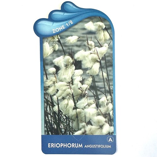 Eriophorum angustifolium-Veenpluis