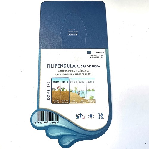 Filipendula rubra venusta-Moerasspirea