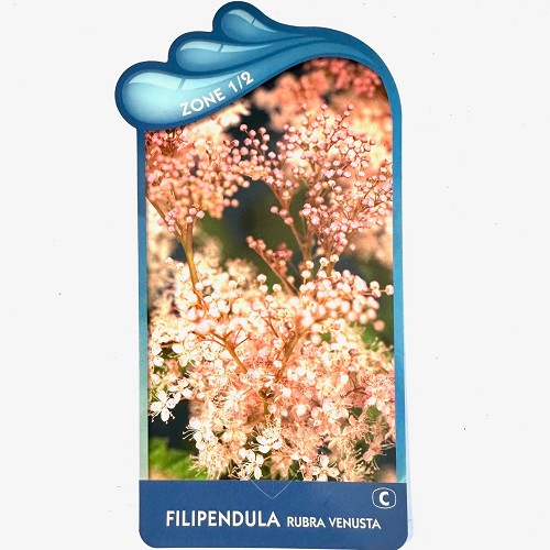 Filipendula rubra venusta-Moerasspirea