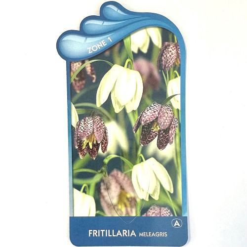 Fritillaria meleagris-Kievitsbloem
